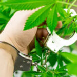 Marijuana4 Marijuana4